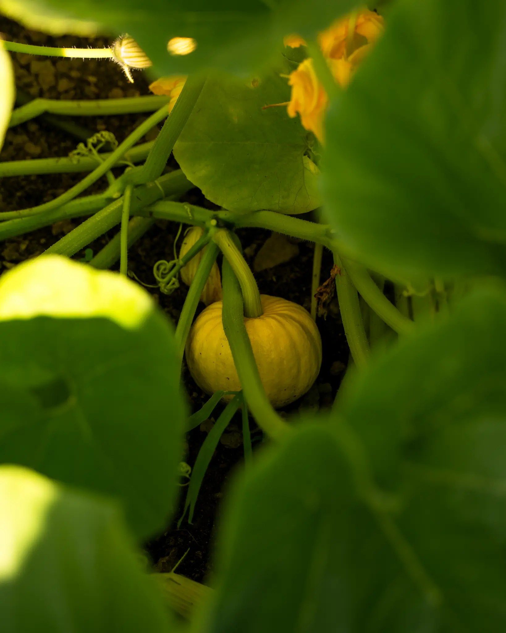 Vegetables in Theiner's Garten