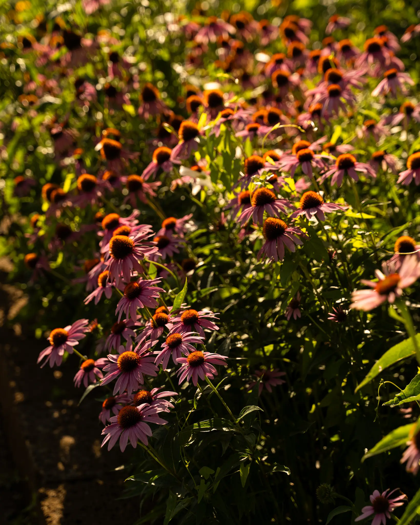 Flowers in Theiner's Garten