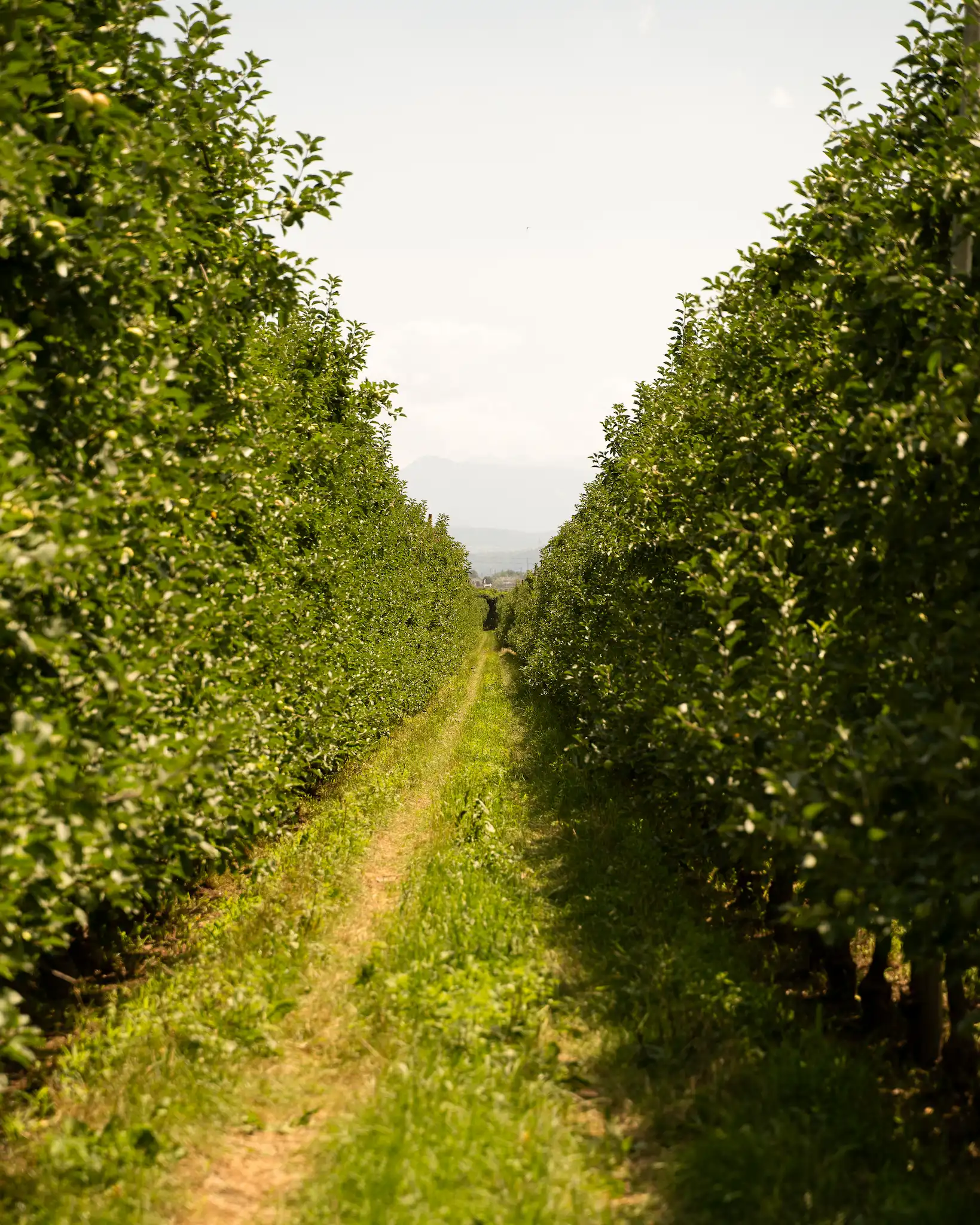 Apples in Theiner's Garten
