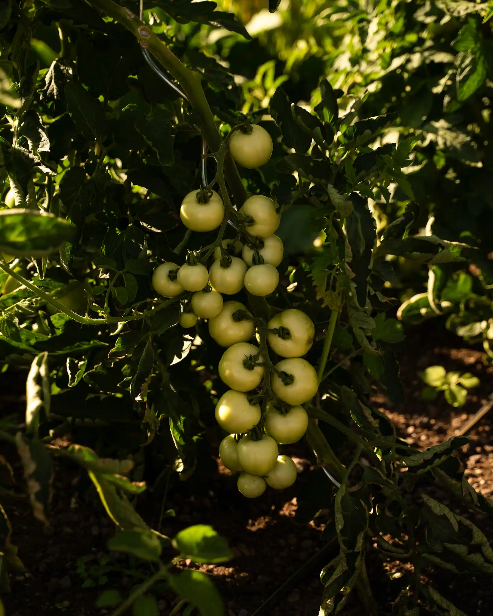 Vegetables in Theiner's Garten