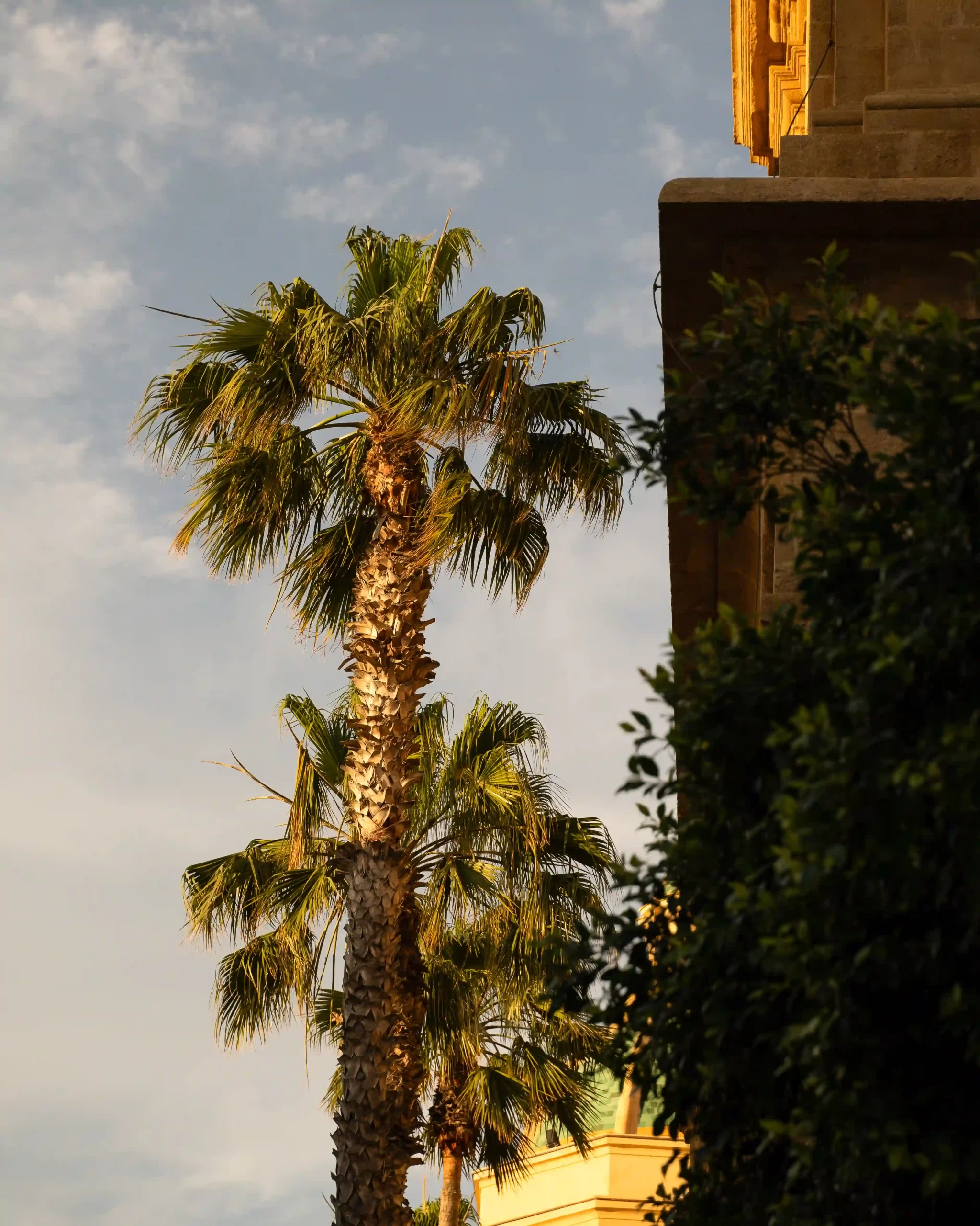 Palms in mazara del Vallo